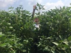 Silajlık Soya Tohumu 25 Kg