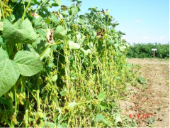 Silajlık Soya Tohumu 25 Kg
