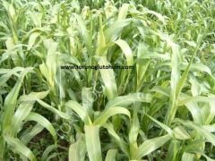 Sorgum Sudan Otu Tohumu İthal 25 KG