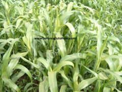 Sorgum Sudan Otu Tohumu İthal