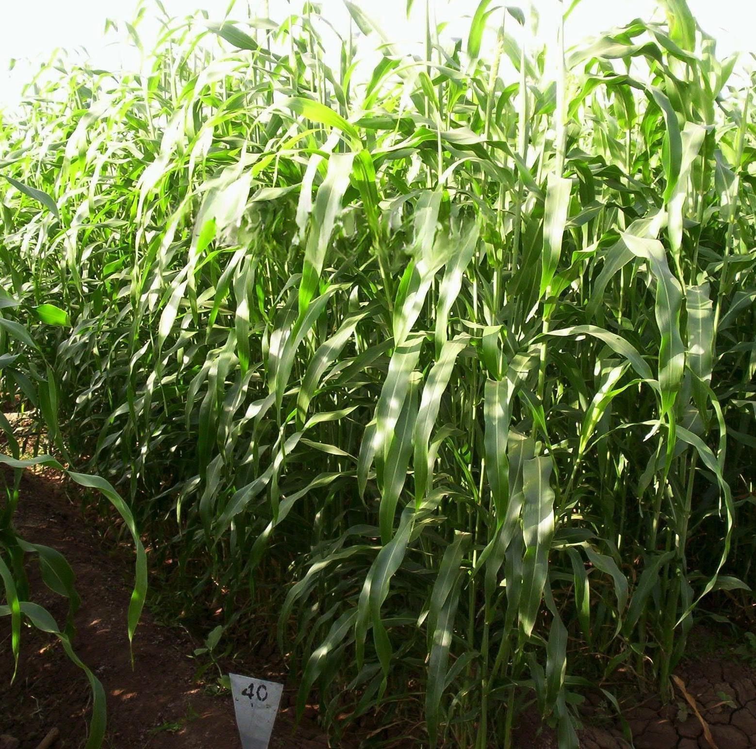 Sorgum Sudan Otu Tohumu İthal 25 KG