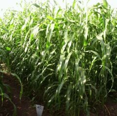 Sorgum Sudan Otu Tohumu İthal