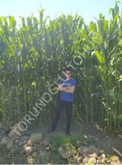 Silajlık Mısır Tohumu Macha