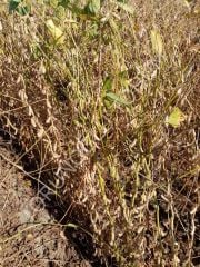 Danelik Soya Tohumu 25 KG