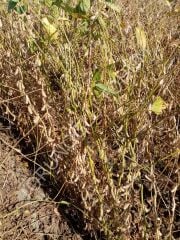 Arısoy Danelik Soya Tohumu 25 Kg