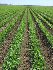 Yer Fıstığı Tohumu Masal 25 Kg