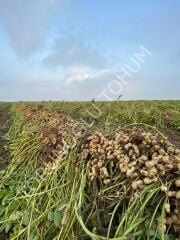 Yer Fıstığı Tohumu Masal 25 Kg