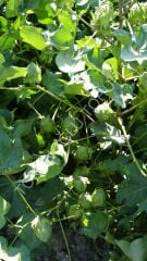 Pamuk Tohumu Millet 84