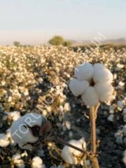 Pamuk Tohumu Türkan 25 Kg