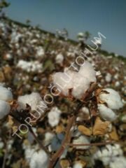 Pamuk Tohumu Türkan 25 Kg