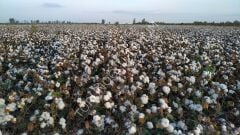 Pamuk Tohumu Türkan 25 Kg