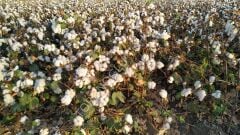 Pamuk Tohumu Türkan 25 Kg