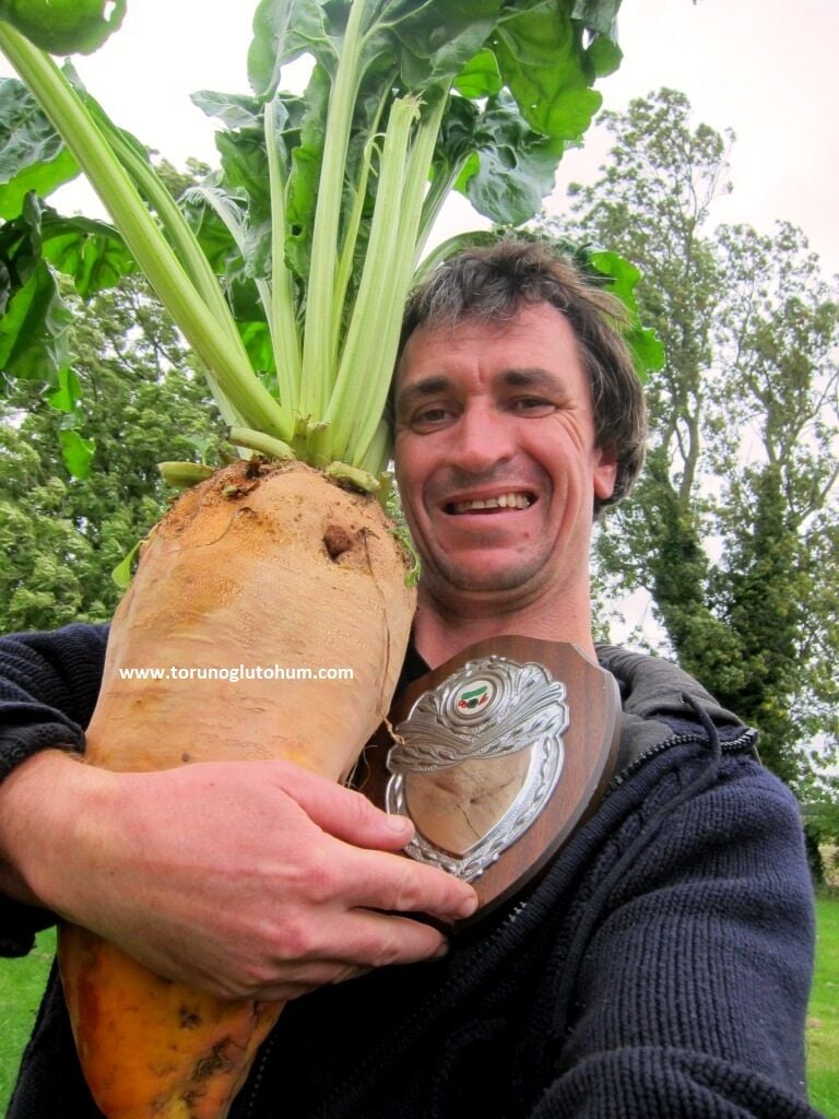 Hayvan Pancarı Tohumu İthal