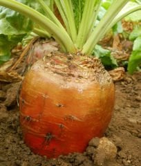 Hayvan Pancarı Tohumu İthal