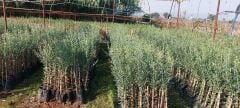 6 Adet Büyük Topak Ulak Zeytin Fidanı 80 - 100 Cm Boylu 2 Yaşlı