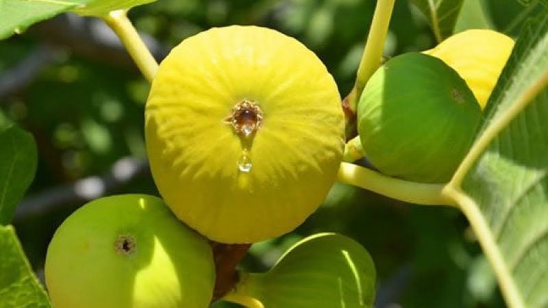 4 Adet Sarılop İncir Fidanı 60-90 Cm Sertifikalı Fidan