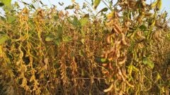 Süperb Danelik Soya Tohumu 25 KG