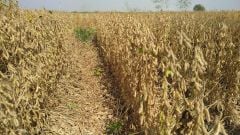 Süperb Danelik Soya Tohumu 25 KG