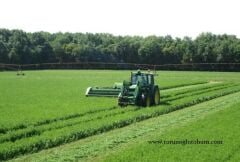 İtalyan Emiliana Yonca Tohumu