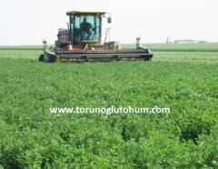 İtalyan Emiliana Yonca Tohumu