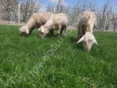 İthal Yapay Çayır Mera Tohumu 9 Mix 10 KG