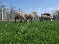 İthal Yapay Çayır Mera Tohumu 9 Mix 10 KG