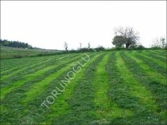 İthal Yapay Çayır Mera Tohumu 9 Mix