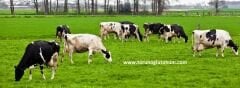 İthal Yapay Çayır Mera Tohumu 9 Mix