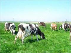 İthal Yapay Çayır Mera Tohumu 9 Mix 10 KG