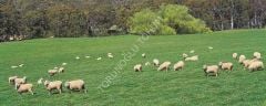İthal Yapay Çayır Mera Tohumu 9 Mix