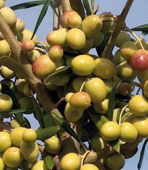 Arbosana yağlık bodur zeytin fidanı 60 - 65 cm 6 Adet