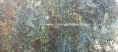 Silifke Yağlık Zeytin Fidanı