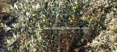 Silifke Yağlık Zeytin Fidanı