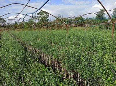 Nizip Yağlık Zeytin Fidanı