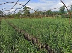 Nizip Yağlık Zeytin Fidanı