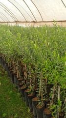 Maraş No:7 Zeytin Fidanı