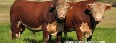 Hereford Boğa Sperması