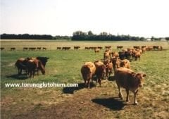 Limuzin ( Limousin ) Boğa Sperması