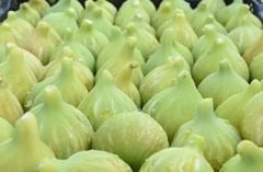 Bardacık İncir Fidanı