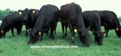 Aberdeen Angus Boğa Sperması