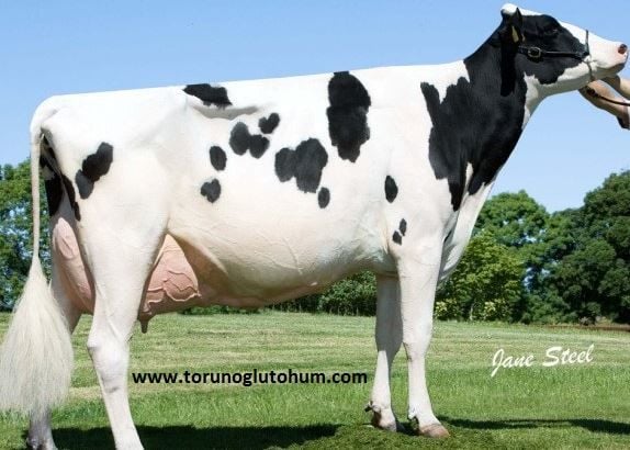 Holstein Boğa Sperması