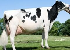 Holstein Boğa Sperması