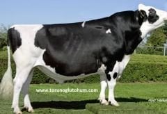 Holstein Boğa Sperması