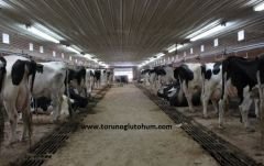 Holstein Boğa Sperması