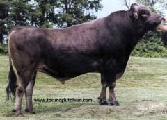 Montofon ( Brown Swiss ) Boğa Sperması