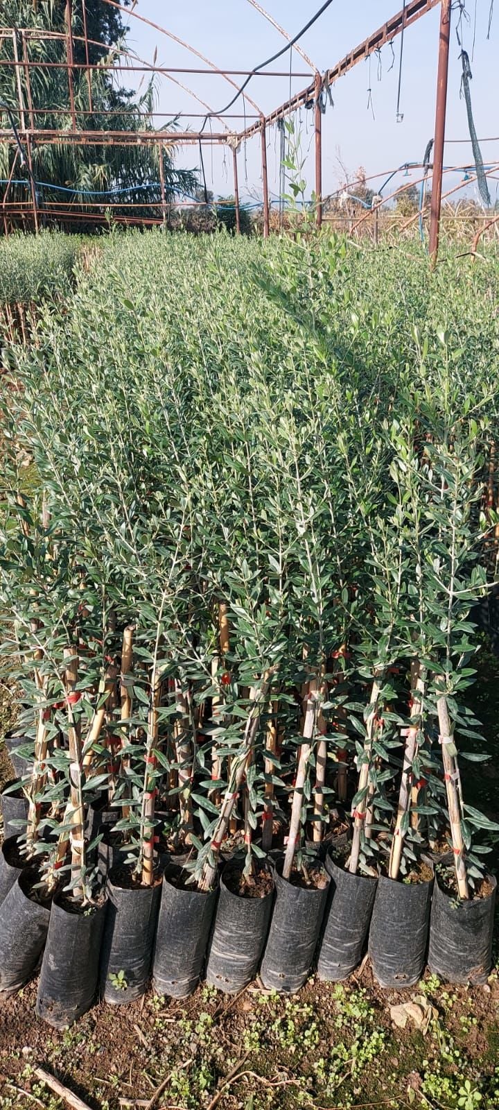 Arbequina Yağlık Zeytin Fidanı ( 2 Yaşlı )