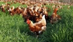 Tavuk Merası Tohumu