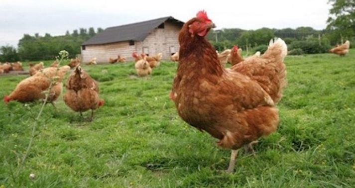 Tavuk Merası Tohumu