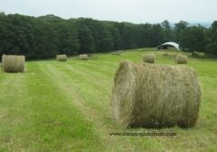 Çıplak İtalyan Yoncası Os 66