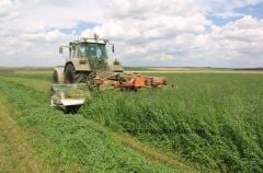 Çıplak İtalyan Yoncası Os 66